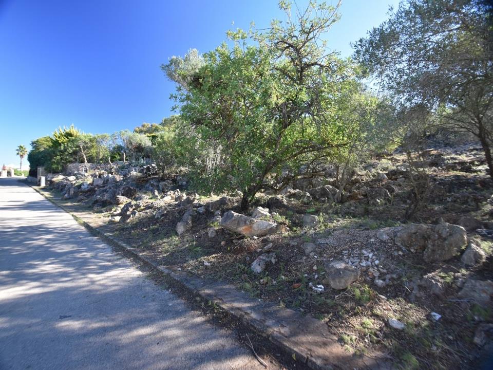 Plot in Monte Pego 