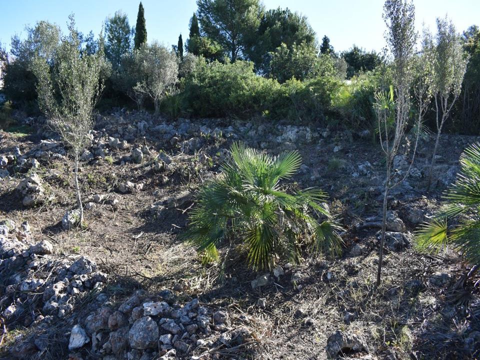 Plot in Monte Pego 
