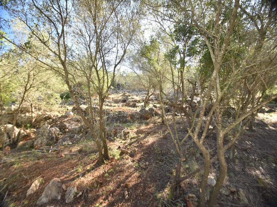 Plot in Monte Pego 