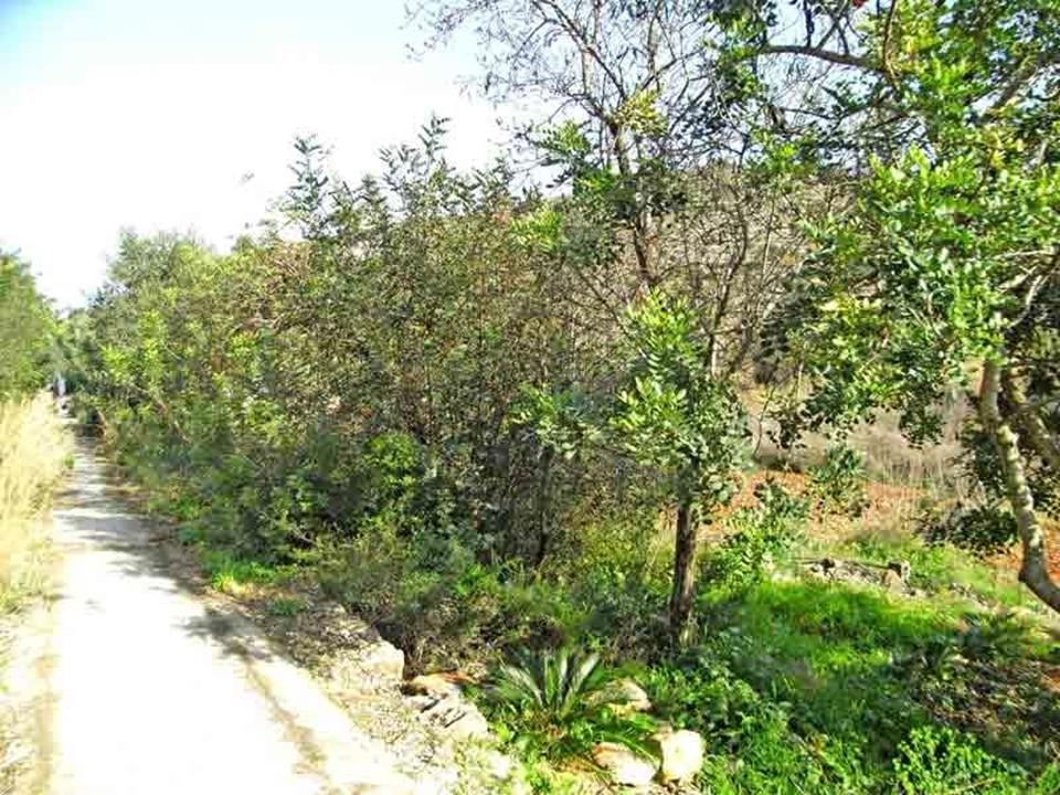Plot in Denia 