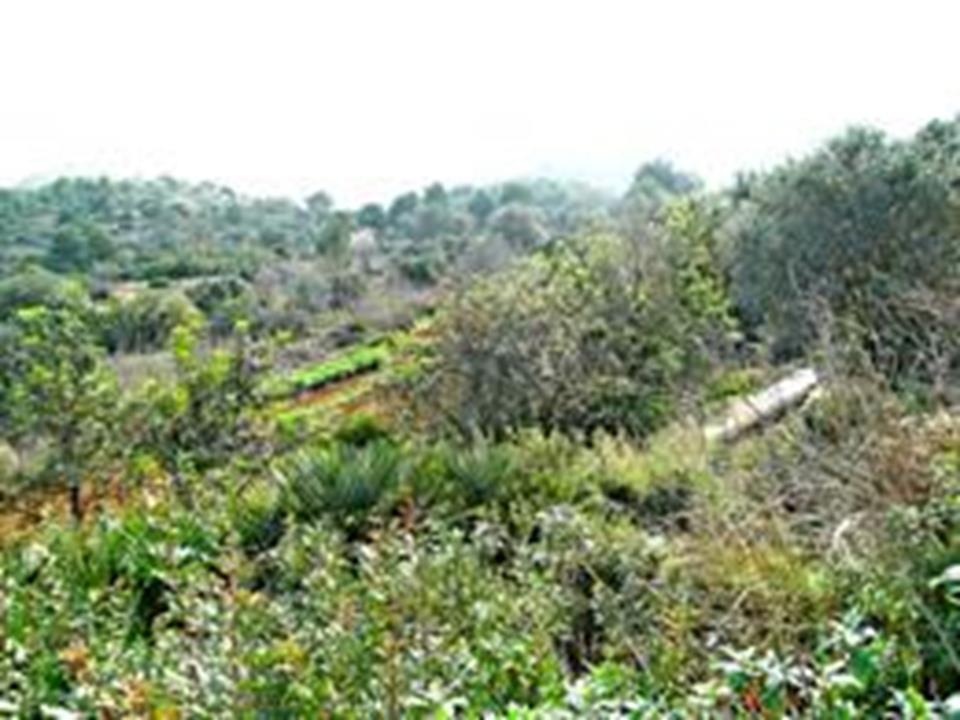 Plot in Denia 