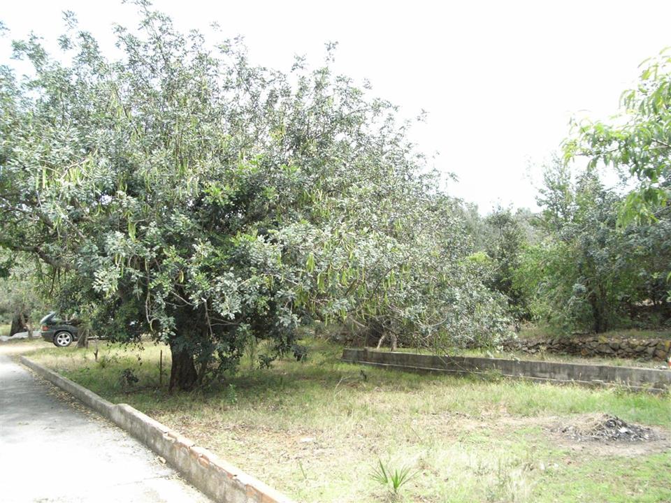 Plot in Denia 