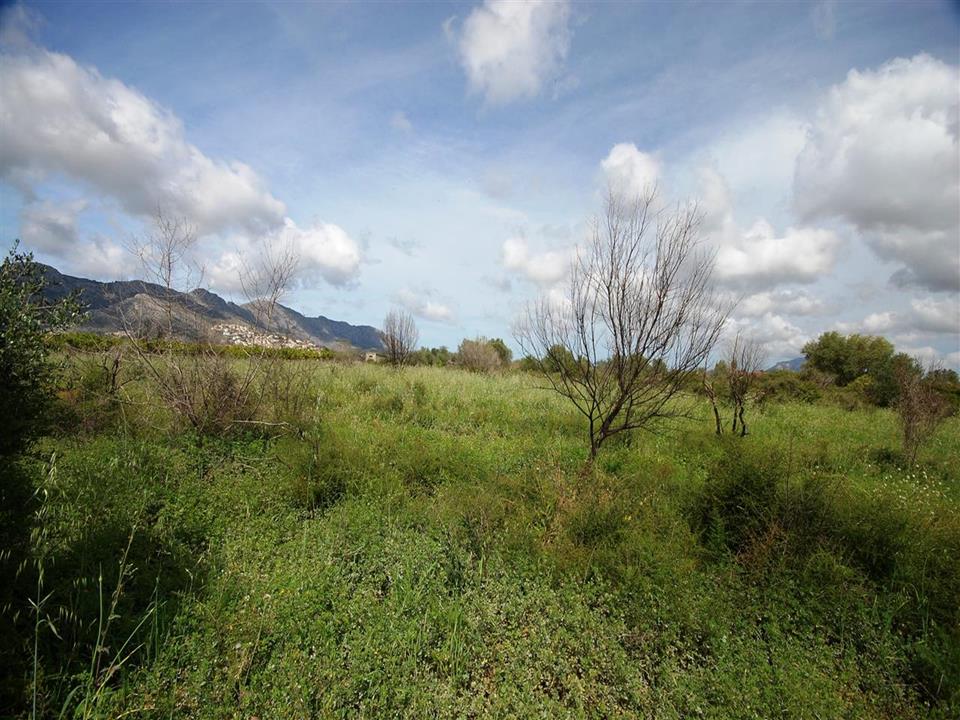 Plot in Benidoleig 