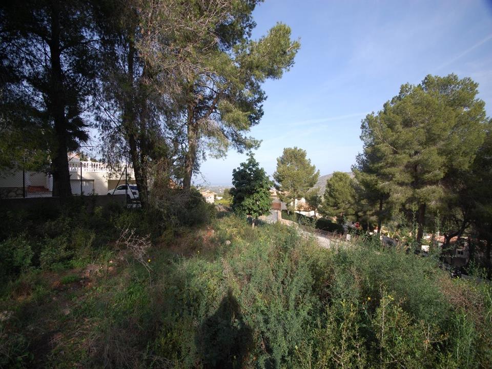 Plot in Pedreguer 