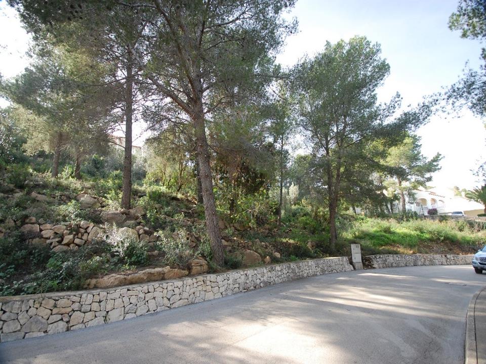 Plot in Pedreguer 