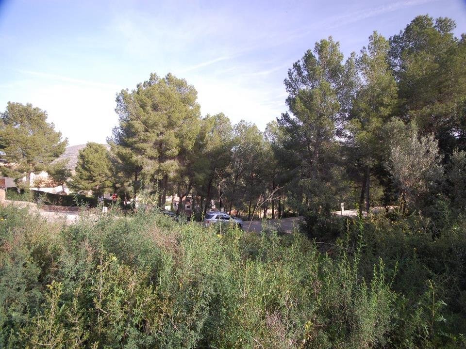 Plot in Pedreguer 