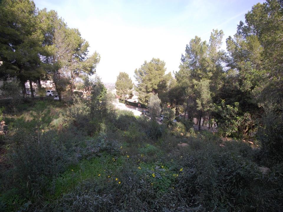 Plot in Pedreguer 