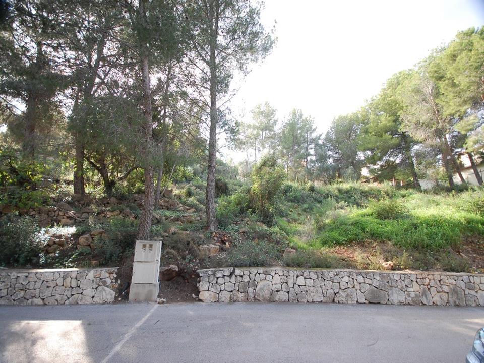 Plot in Pedreguer 