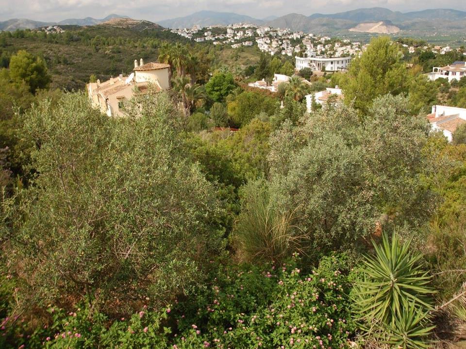 Plot in Monte Pego 