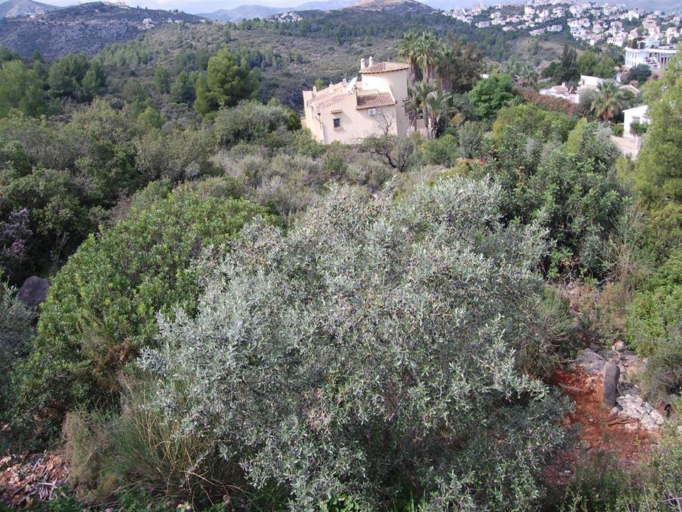 Plot in Monte Pego 