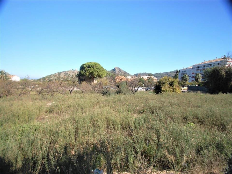 Plot in Pedreguer 