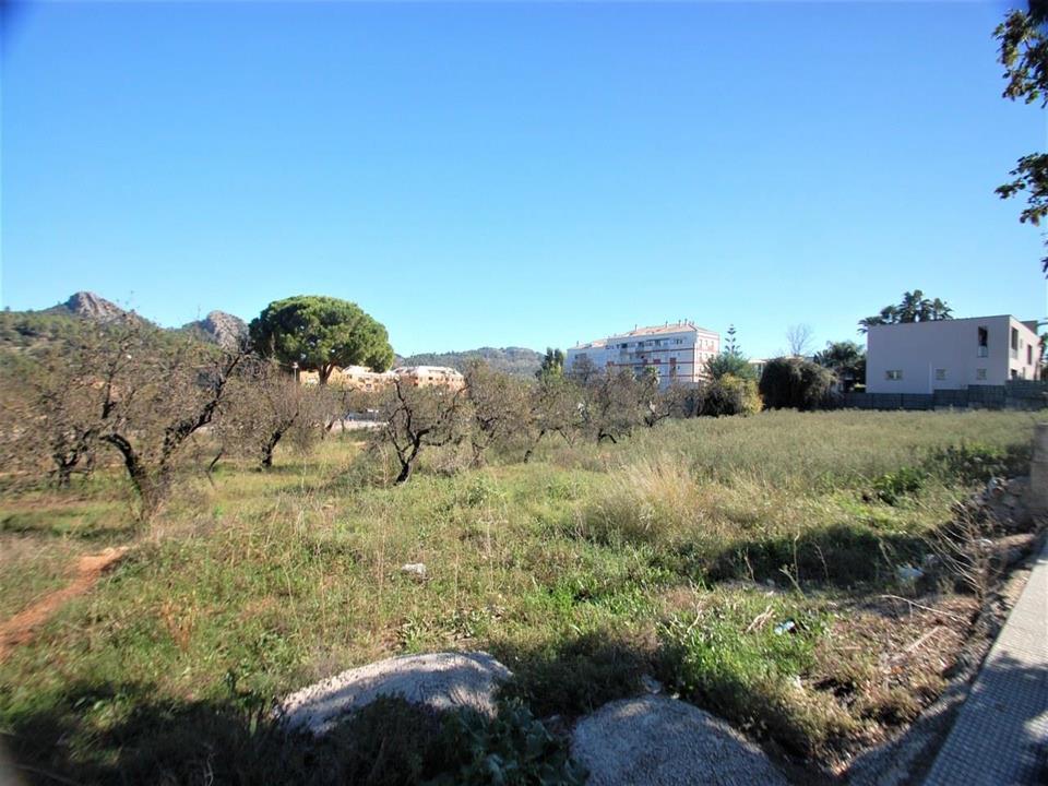 Plot in Pedreguer 