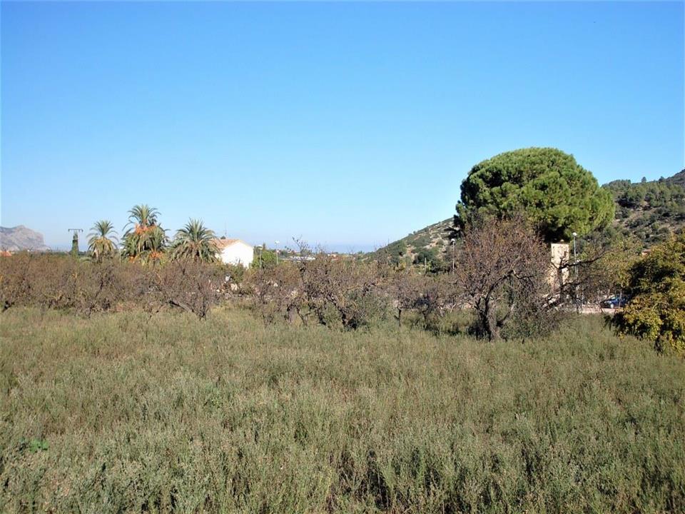 Plot in Pedreguer 