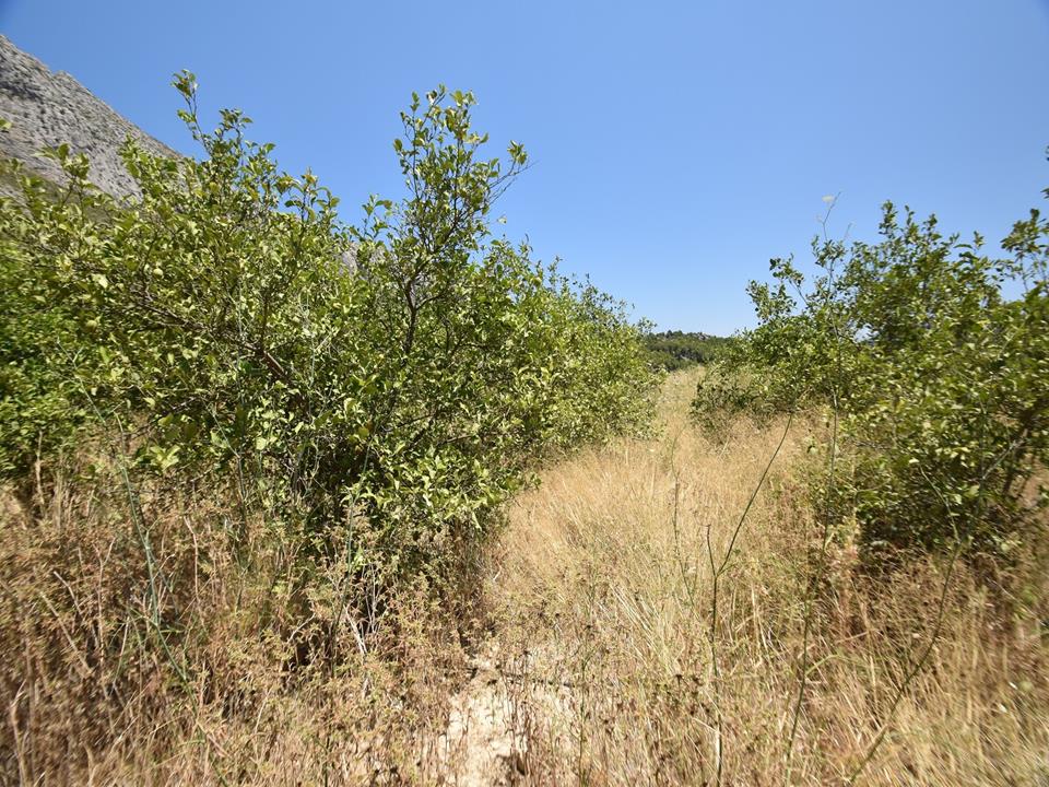 Plot in Beniarbeig 